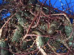 -浪琴湾尾角仔海鲜坊