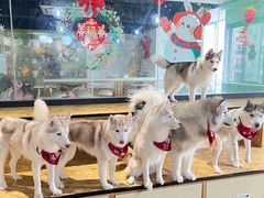 -Husky Go! 哈士奇体验馆·宠物咖啡厅狗咖