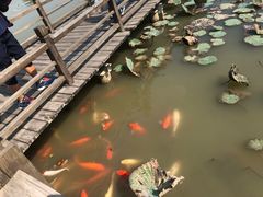 -大湾区中央湿地公园