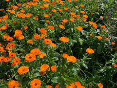 -前小桔亲子创意农场·草莓采摘·露营烧烤