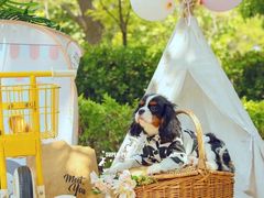 -超宠爱宠物摄影-Super pet