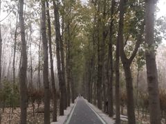 -合肥滨湖国家森林公园