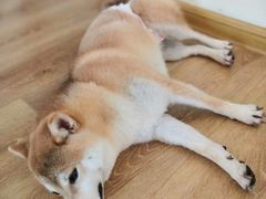 -柴犬小屋·柴餐厅·狗咖食堂(金鼎广场店)