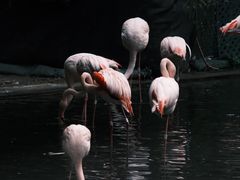 -九龙公园