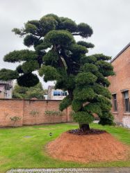 -欧丝卡发型印象