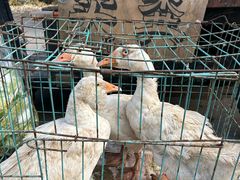 -蒲河大集