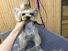 -爱宠屋pet shop·宠物洗澡·宠物美容