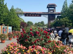 -泗洪洪泽湖湿地景区