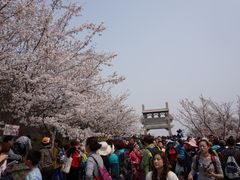 樱花山风景区-樱花山风景区