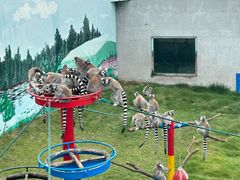 -西霞口神雕山野生动物世界