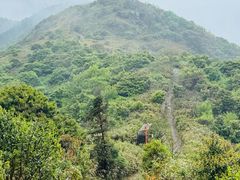 -天目山大树王景区