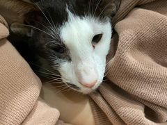 -猫色咖啡·猫咖