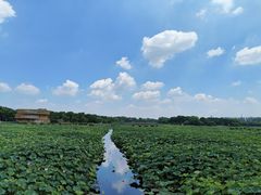-荷塘月色湿地公园·向阳花洲