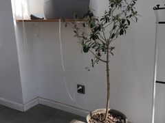 -Onirii Coffee(长乐路店)