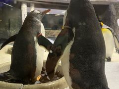 -悉尼海洋生物水族馆