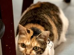 -Again Coffee Roaster(香蜜湖店)