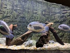 -上海海洋水族馆