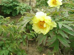 牡丹园里的黄牡丹-上海海湾国家森林公园