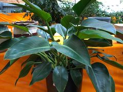 -龙大花卉苗木市场