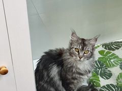 -青奢宠物·青奢猫舍