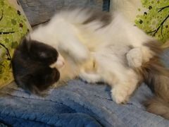 -李小姐の猫咖啡馆(五角场店)