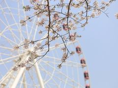-顾村公园