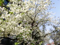 -四川大学(望江校区)