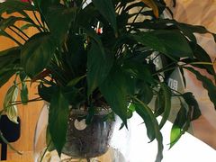 -澜记香港饮品专门店(五江天街店)