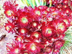 -墨尔本皇家植物园