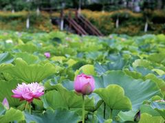 -东湖生态旅游风景区