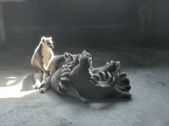 -大连森林动物园