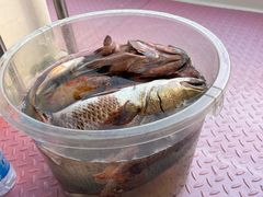 -小猫钓鱼海钓俱乐部(椰梦长廊店)