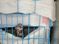 -申普宠物医院·眼科·心内科·影像科(普陀分院)