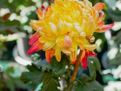 -上海共青森林公园