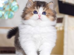 -小猫来了·猫舍(红山六九七九店)