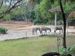 -深圳野生动物园