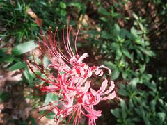 -杭州植物园