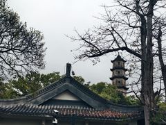 -江心屿景区