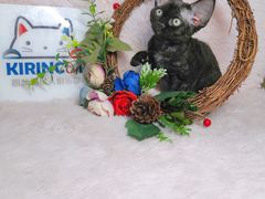 -十年猫舍·猫咪专门店(普陀店)