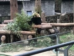 -都江堰中华大熊猫苑