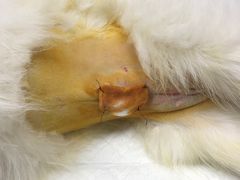 -美联众合动物医院(·中兽医·疑难杂症·严家桥分院)