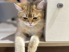 -藏猫猫咖啡主题馆(中央大道店)