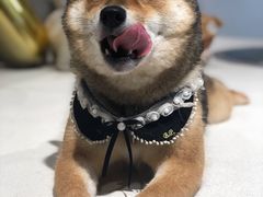 -柴务处·柴犬主题狗咖