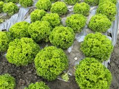 -中国天府农业博览园