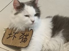 -怪兽屋·羊驼·猫咖·狗咖(俊华广场店)