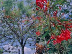-中国科学院西双版纳热带植物园