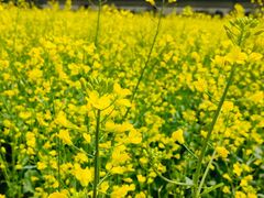 -光明小镇欢乐田园