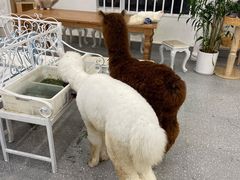 -遇见羊驼·奶狗咖·布偶猫咖·法斗柯基柴犬阿拉斯加(春熙路太古里IFS店)