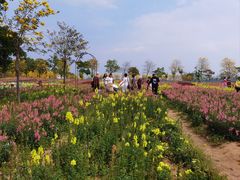 -天适樱花悠乐园