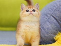 -Bastet sally猫舍购宠(静安店)